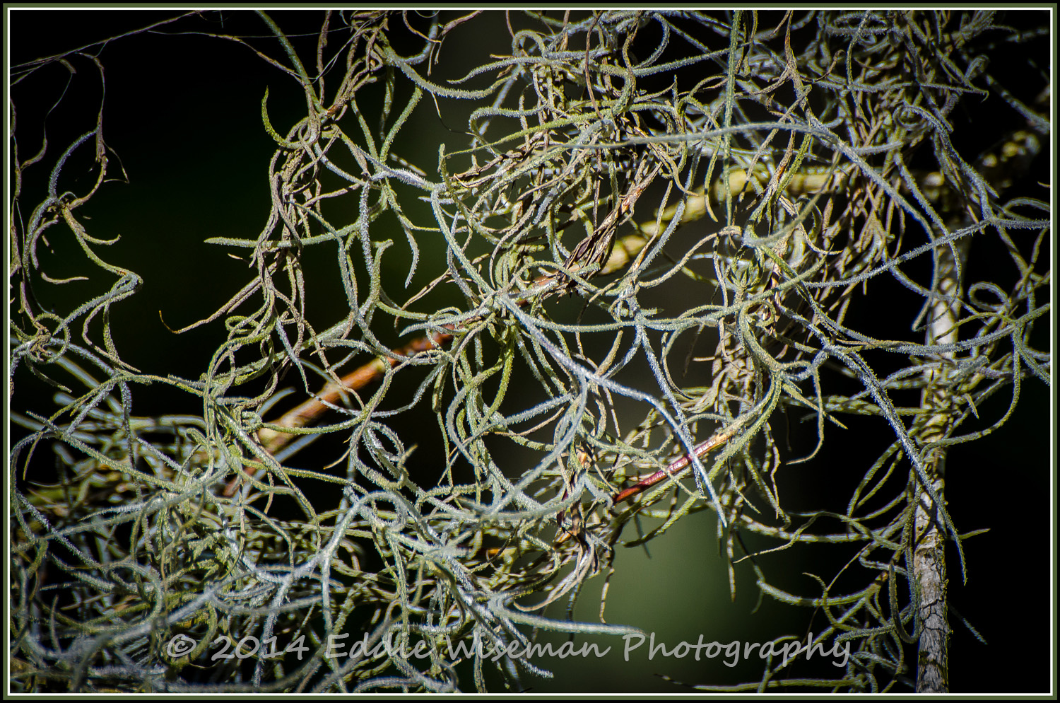 Vines-Trinity, FL