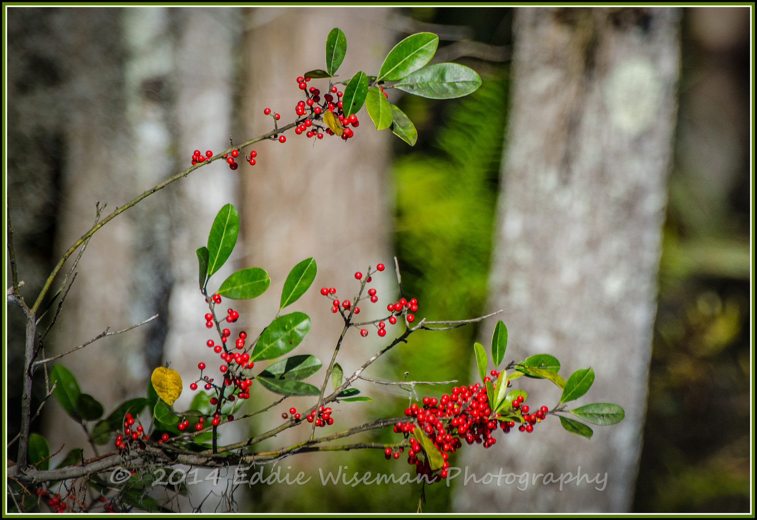 Red Berries-Trinity, FL