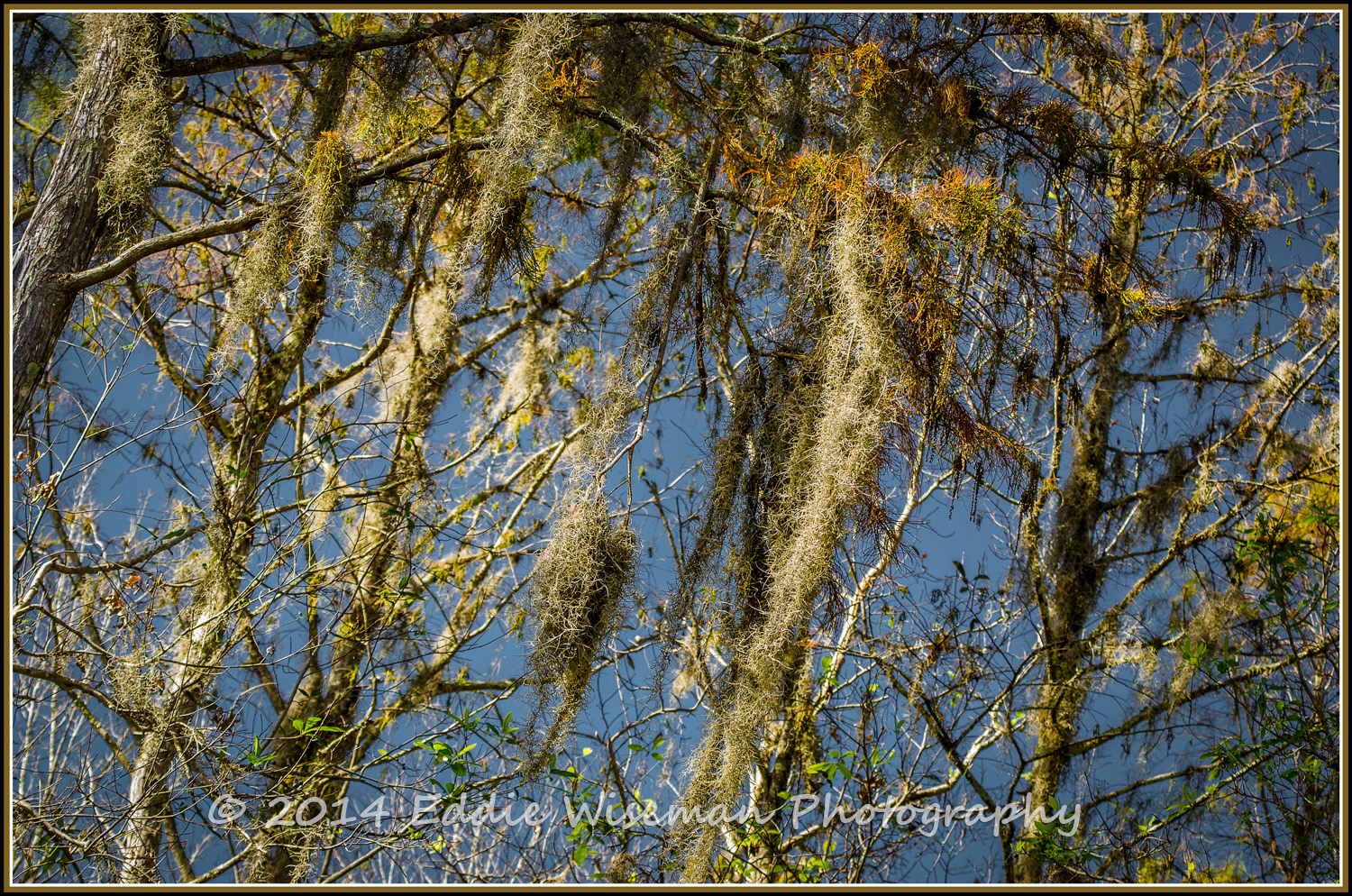 Stringy Vines-Trinity , FL