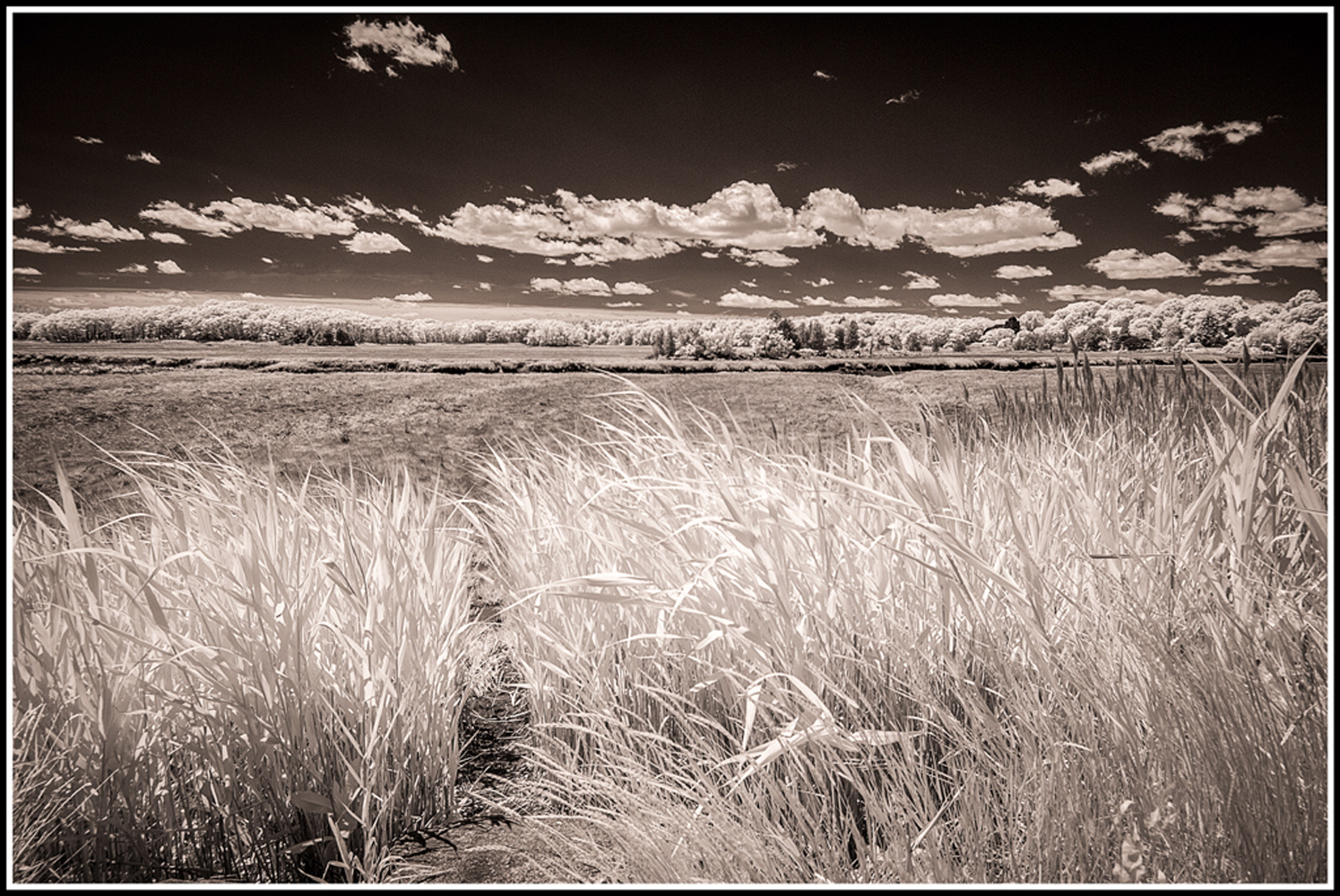 Essex Marsh at Low Tide (Infrared Monochrome)