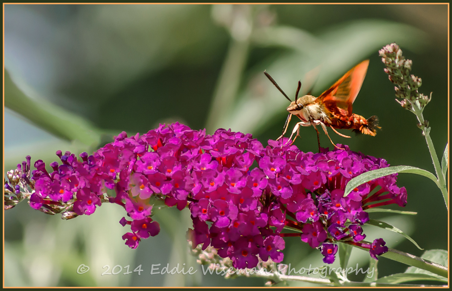 Hummingbird Moth #2