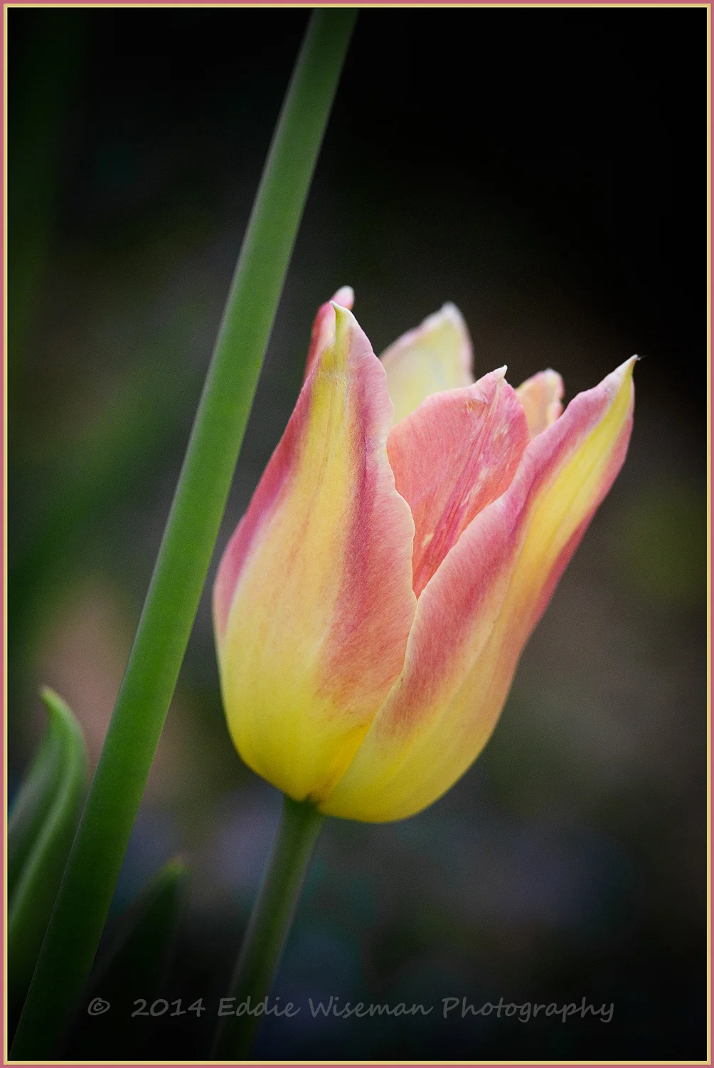 Pink and Yellow Tulip-Andover, MA