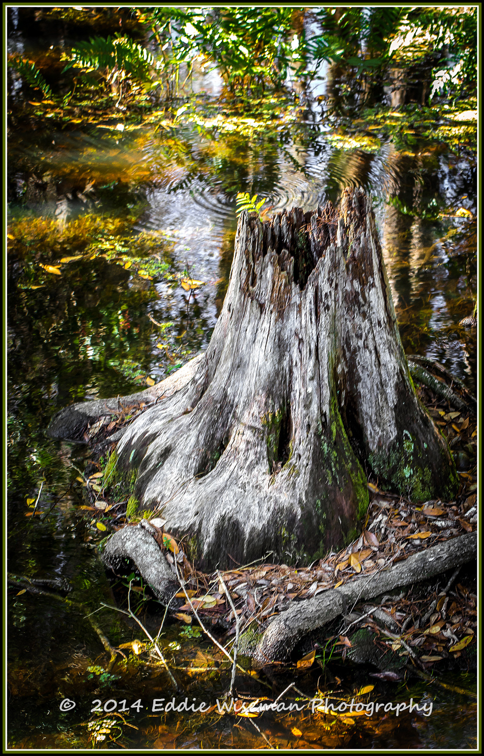 Tree Trunk in Conservation Area-Trinity, FL