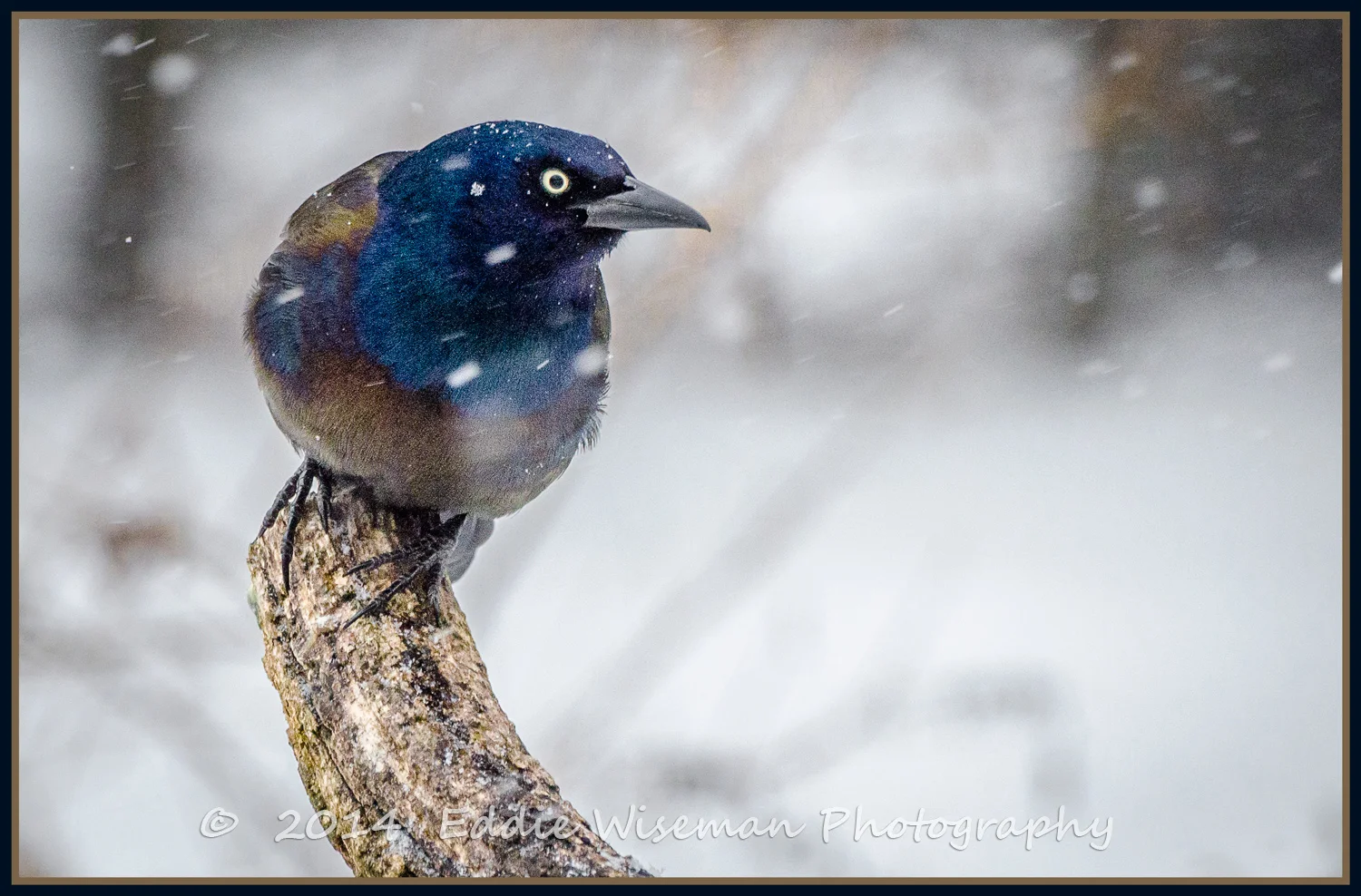 Common Grackle in Snow #2