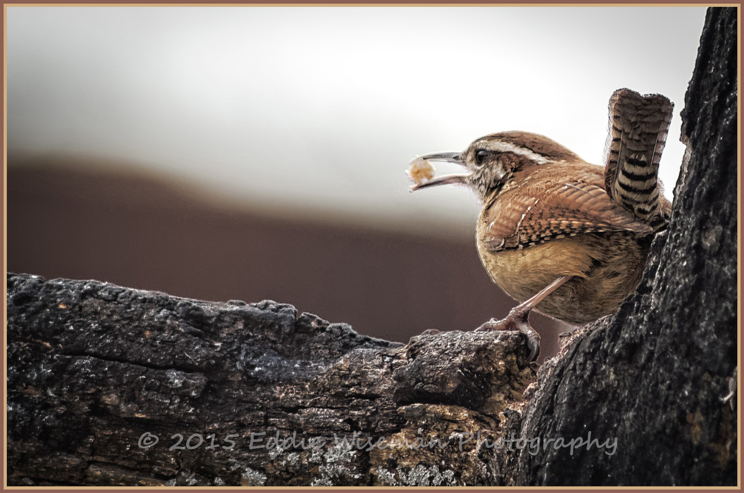 Carolina Wren -March 2015, Andover, MA
