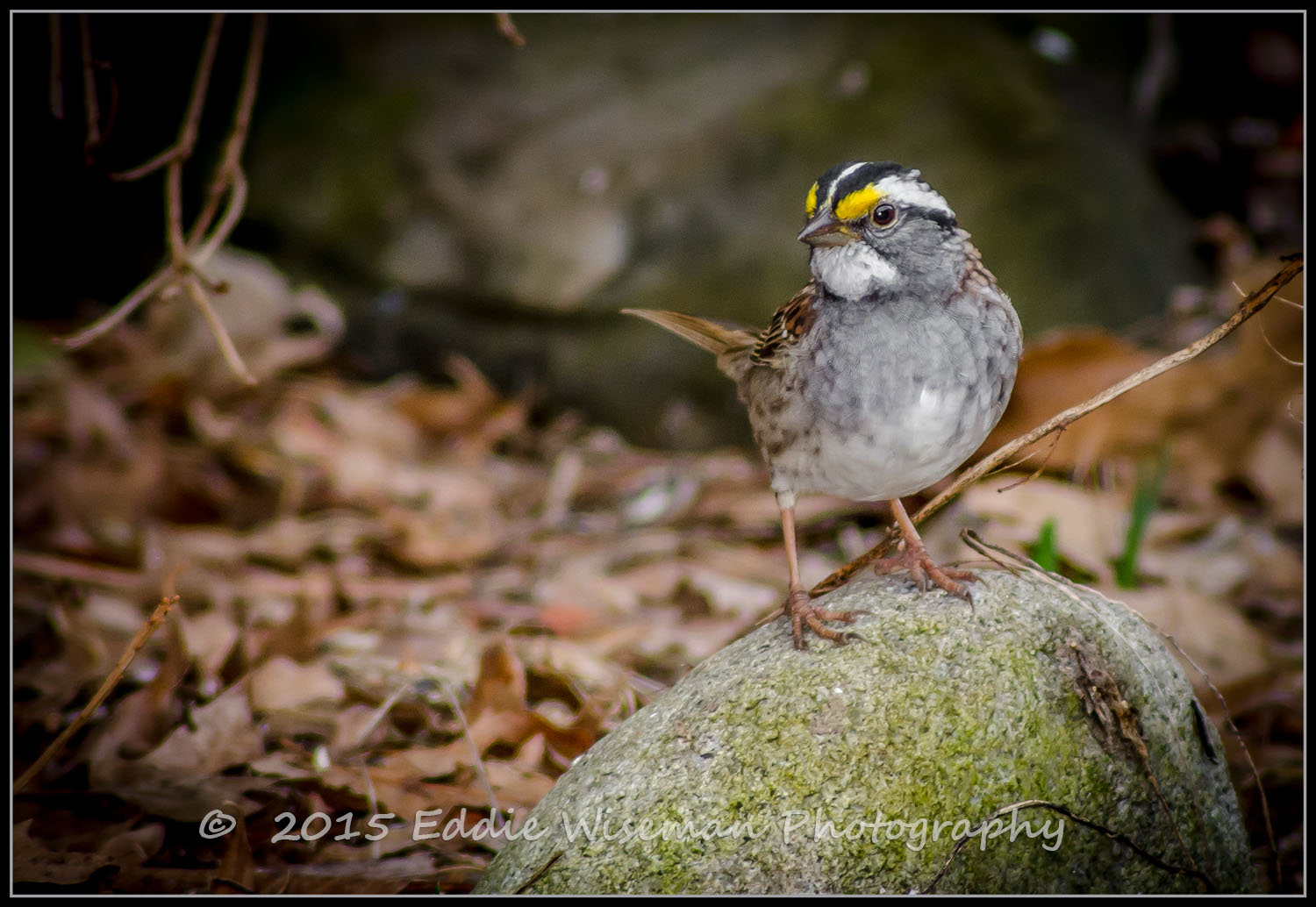 White-Throated Sparrow - Andover, MA