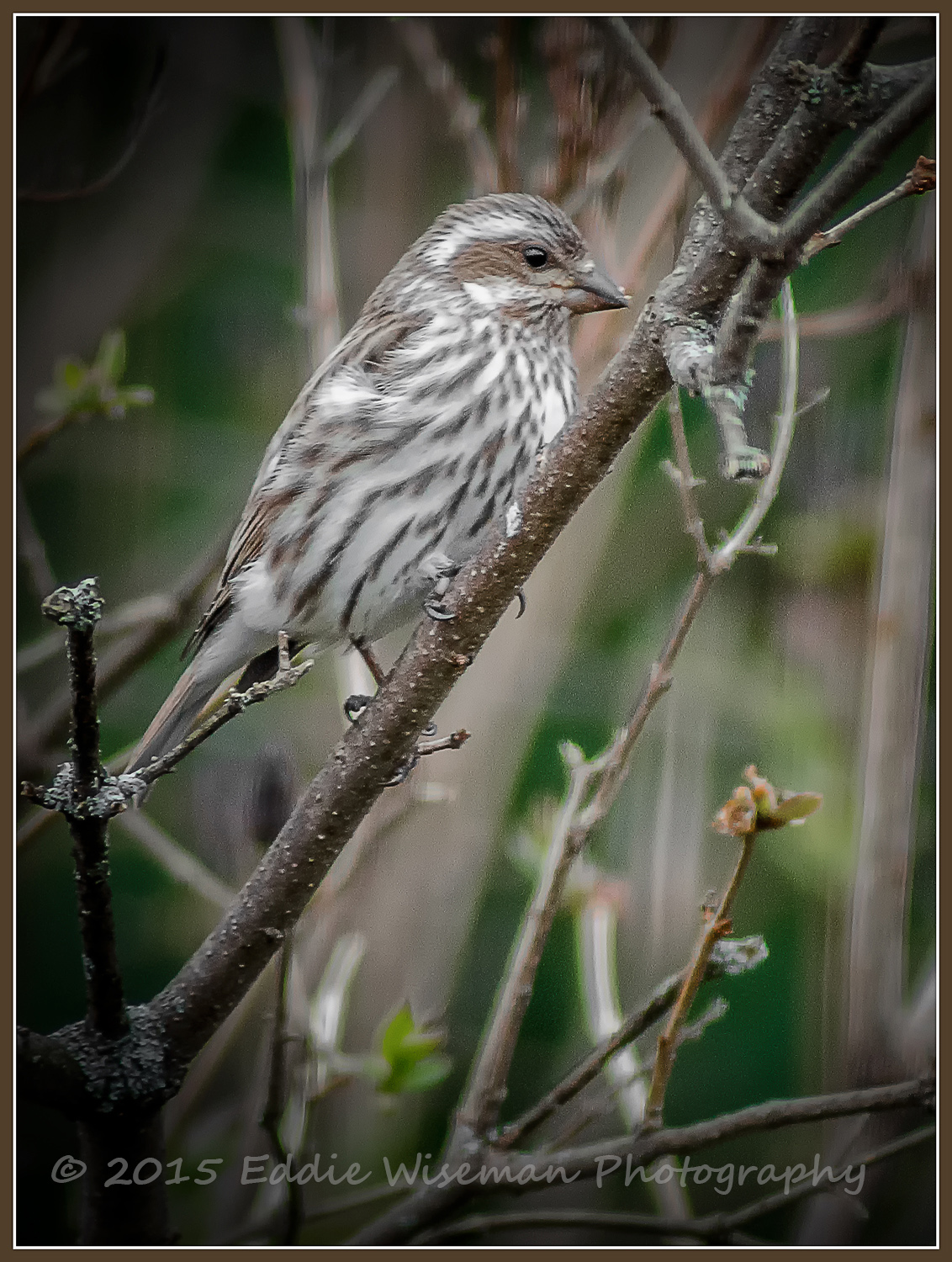 Purple Finch Female - Andover, MA 4/15