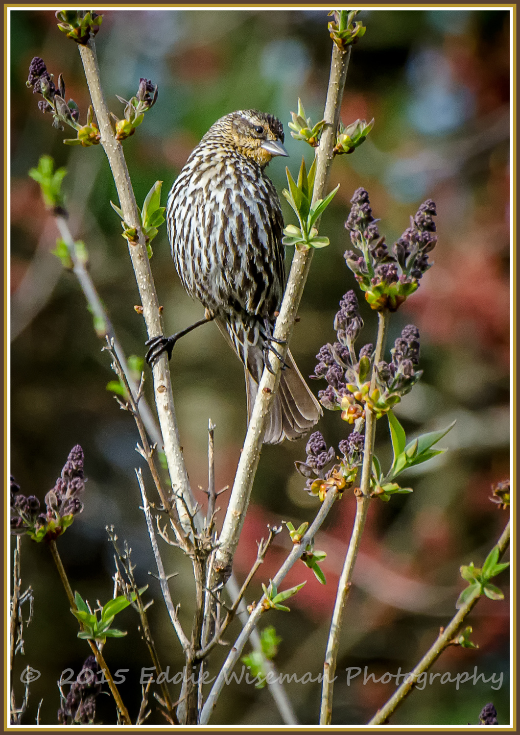 Female Redwing Blackbird #2 , Andover, MA 5/15