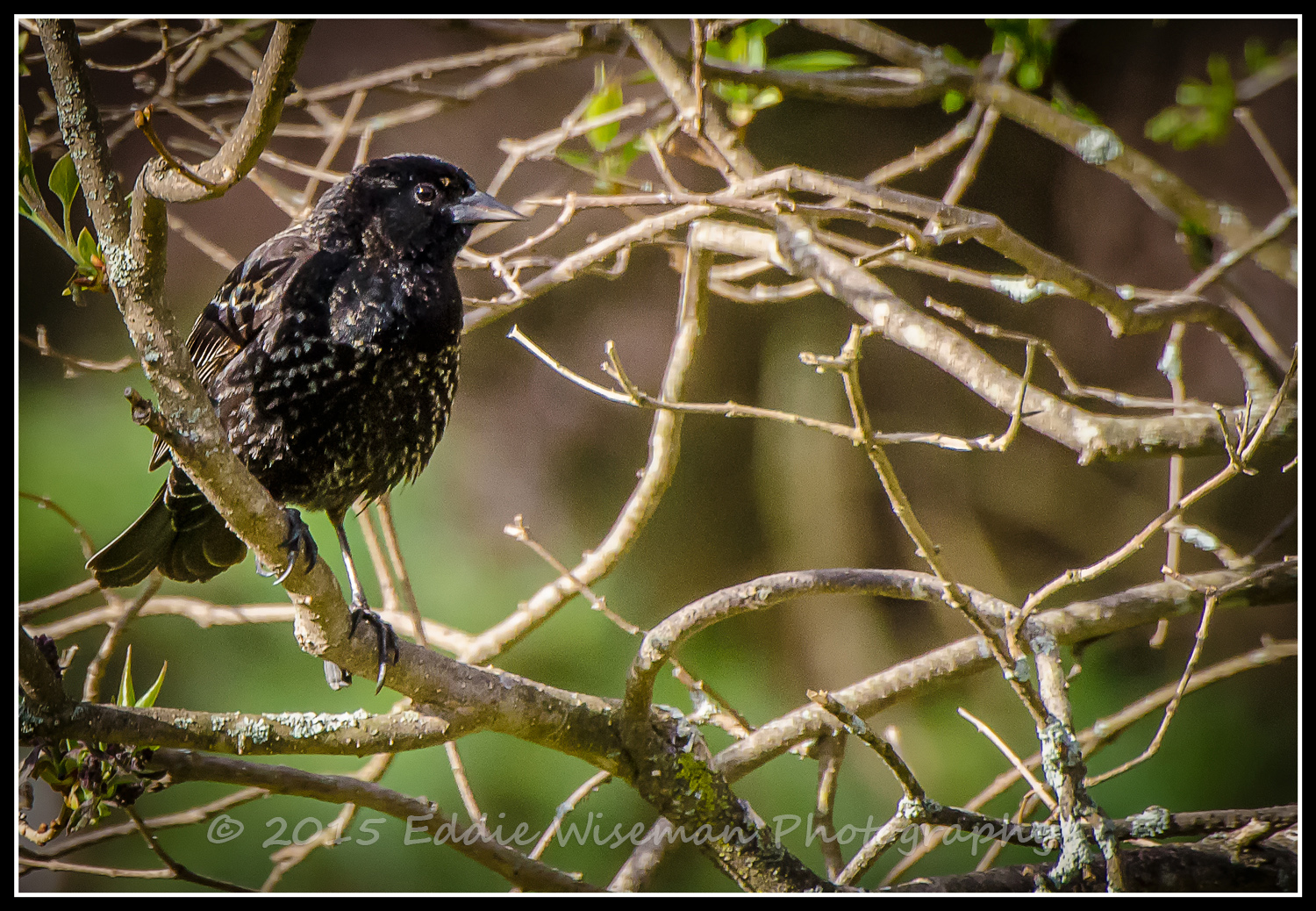 European Starling (wearing "Winter" dress) in Andover, MA 5/15