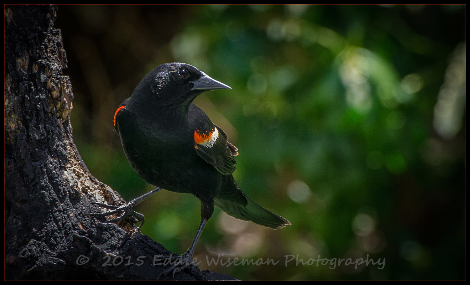 Redwing Blackbird #3-Andover MA, 5/15