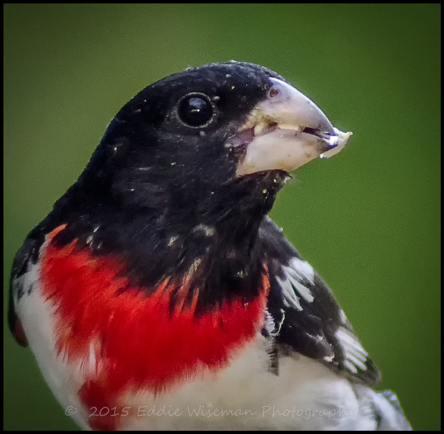 Rose Breasted Grossbeak-male Andover MA 6-15