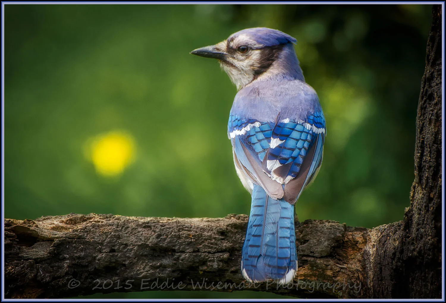 BLUE JAY 6-2015 Andover, MA