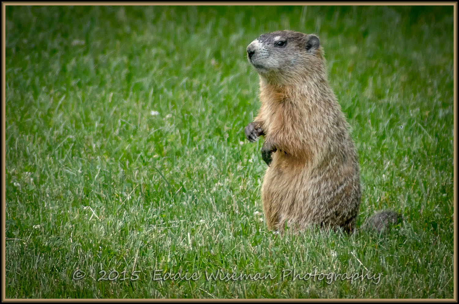 Woodchuck 6-15 Andover, MA