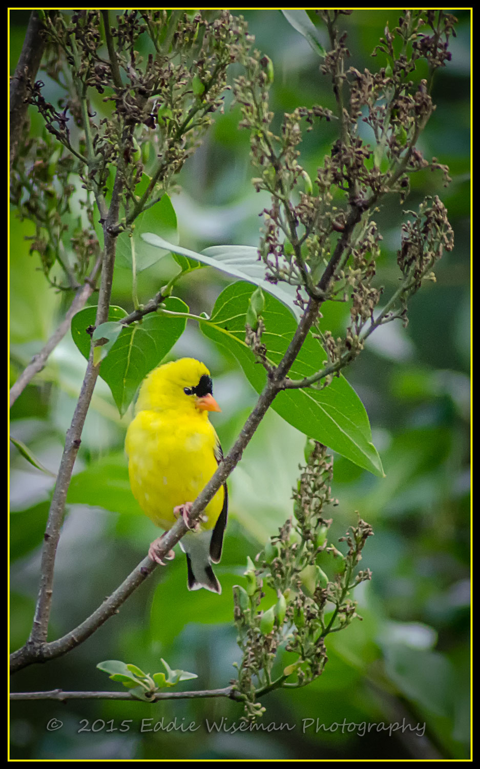 American Goldfinch (male) Andover, MA June 2015