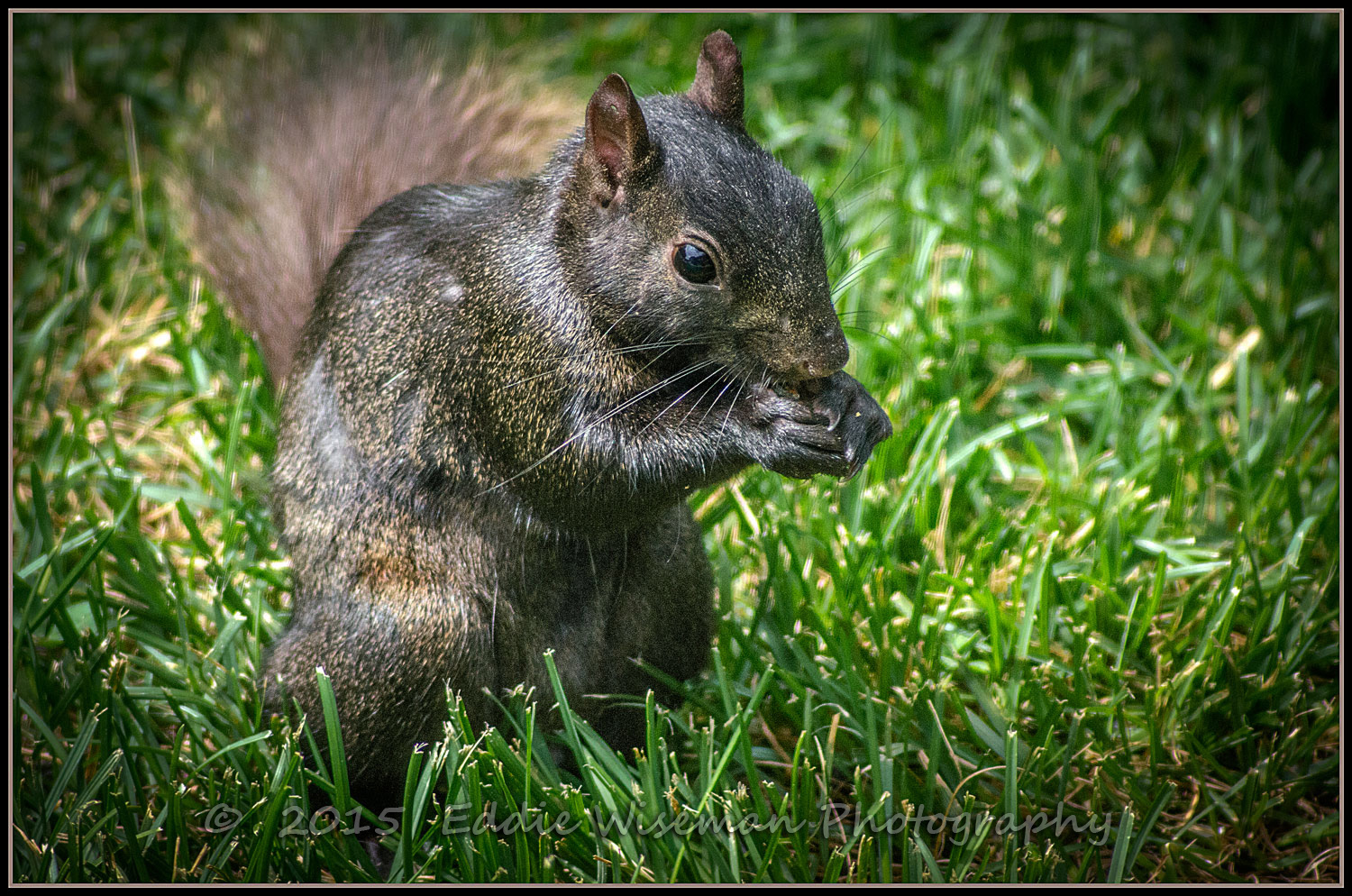 Black Squirrel Andover, MA 2015