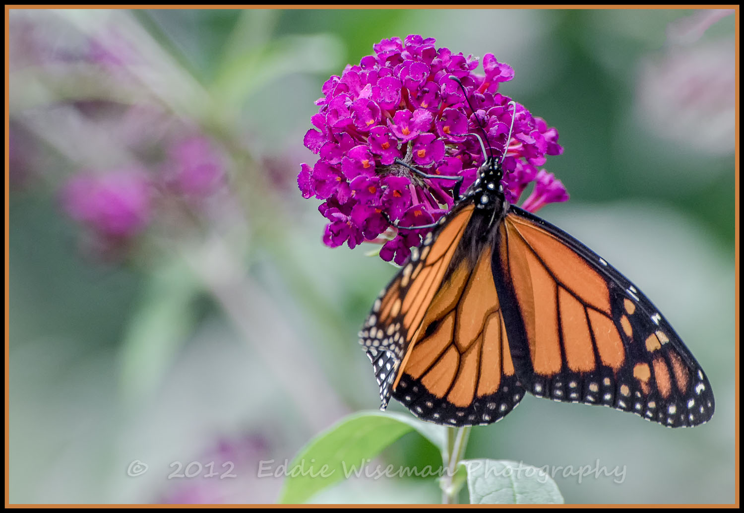 Monarch Butterfly-2012, Andover MA