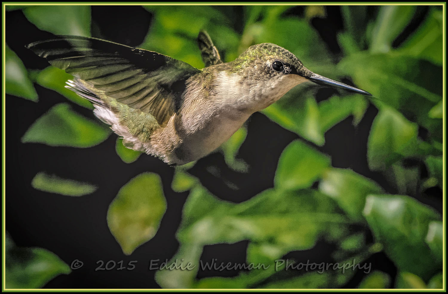 Female Ruby-Throated Hummingbird in FLIGHT 8/15
