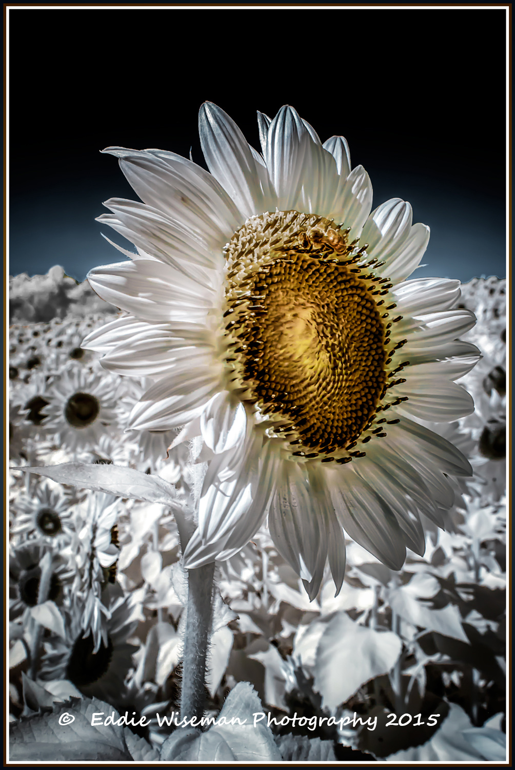 Sunflower in Color Infrared, Newbury MA, 2015