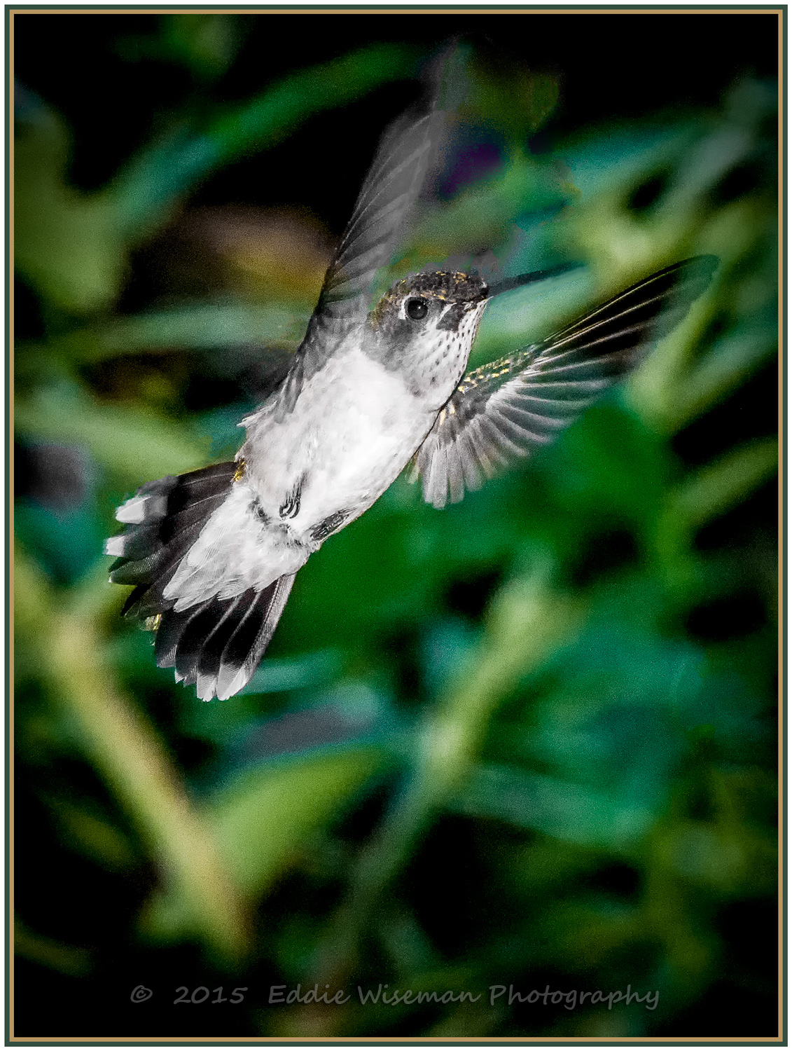 HUMMINGBIRD reaching for the SKY Andover, MA 2015