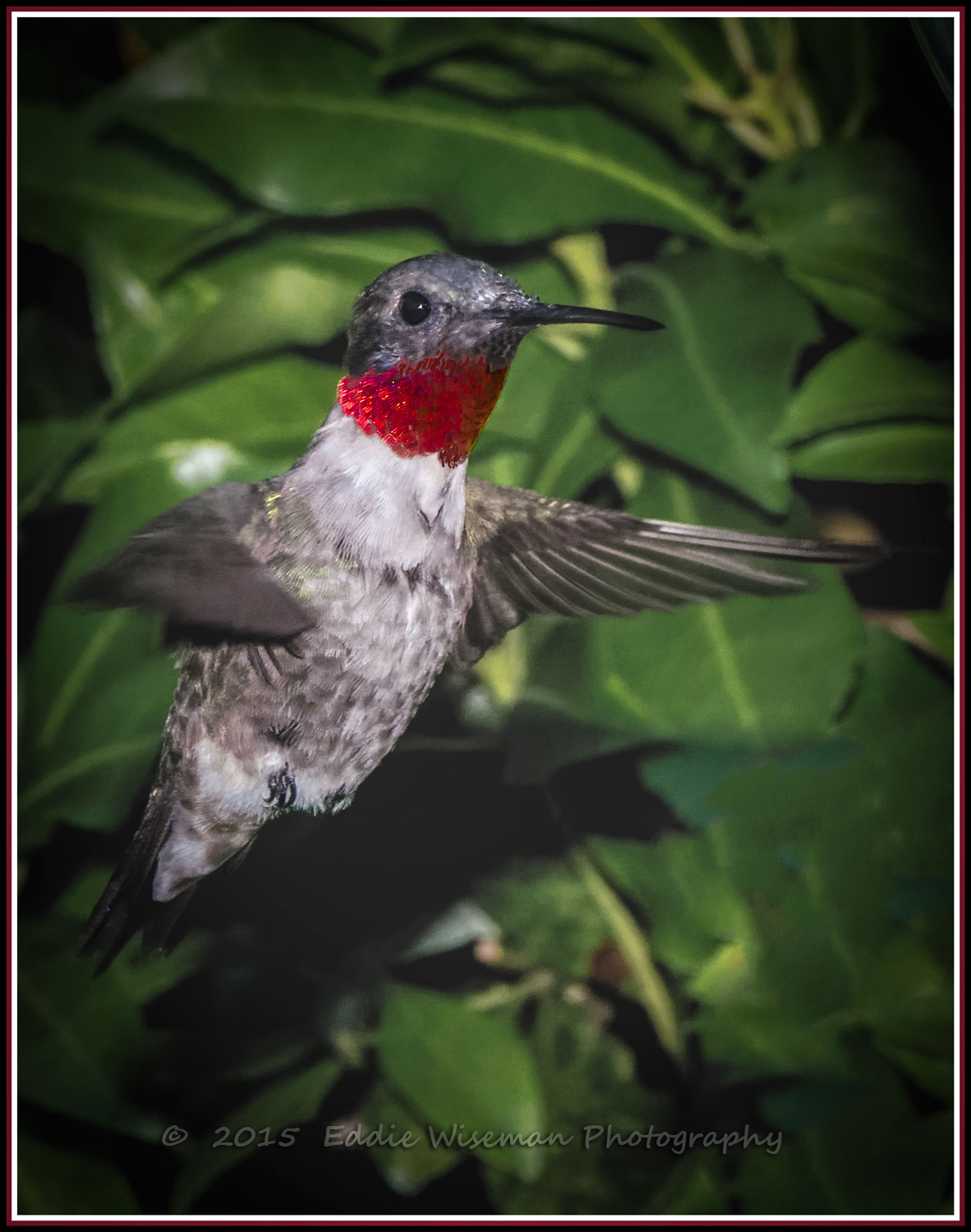 RUBY-THROAT HUMMINGBIRD (Male) Andover, MA 2015