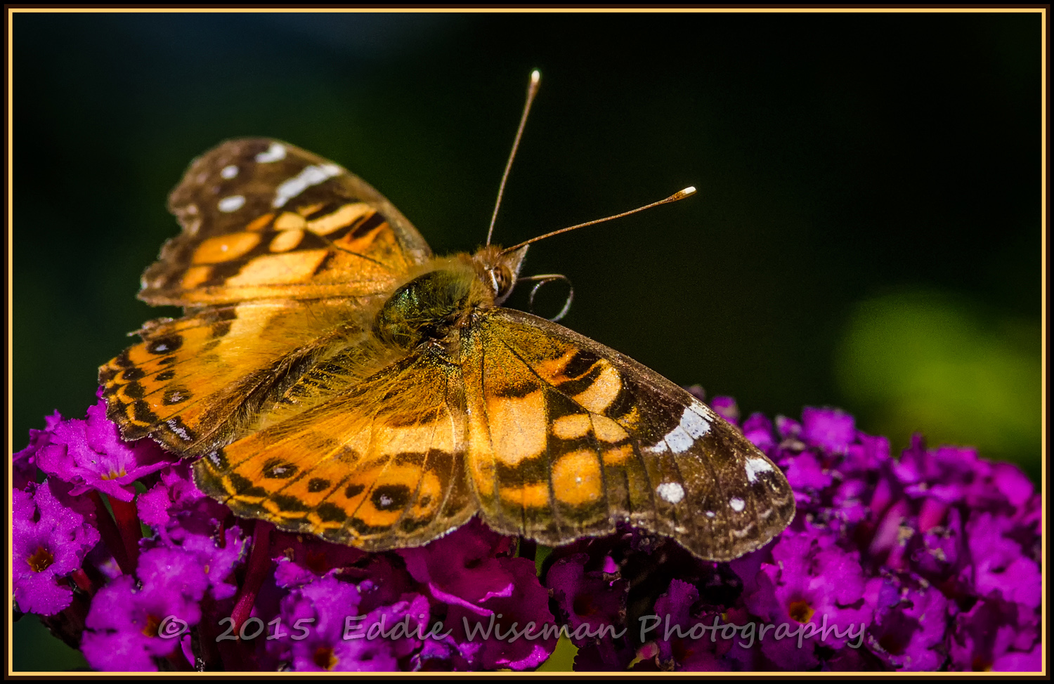 PAINTED LADY Butterfly 2015, Andover, MA
