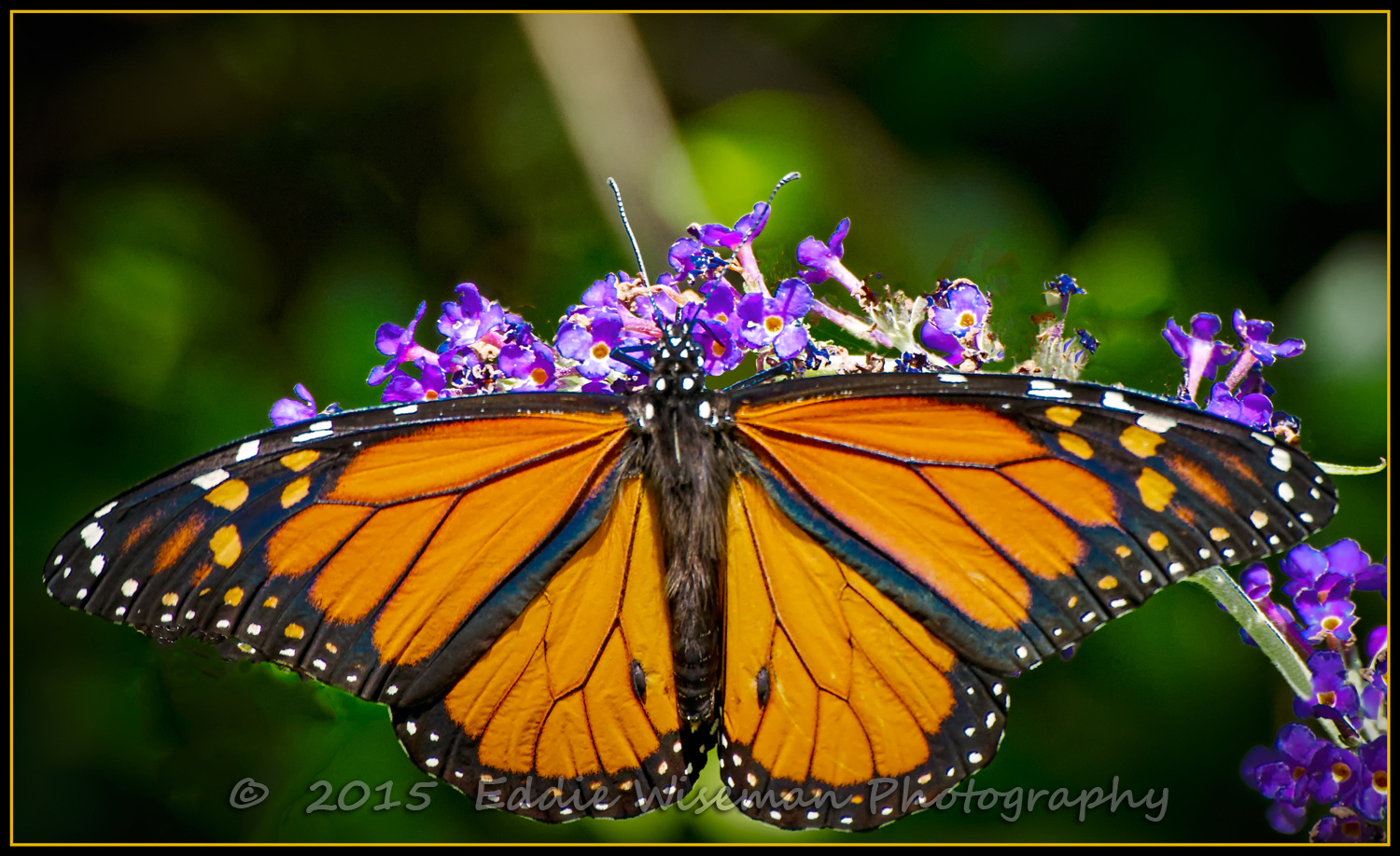MONARCH BUTTERFLY 2015, Andover, MA