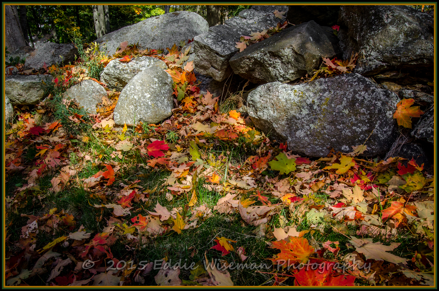 FALLEN LEAVES on STONE WALL Andover, MA 2015
