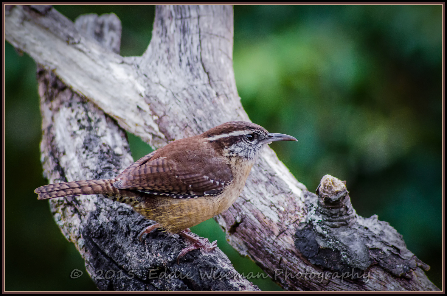 Carolina Wren - Andover, MA 2015