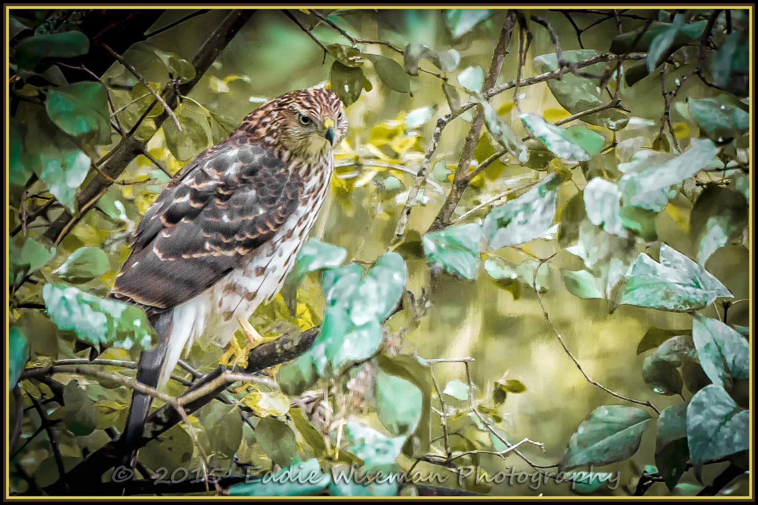 COOPERS HAWK Andover, MA October 2015