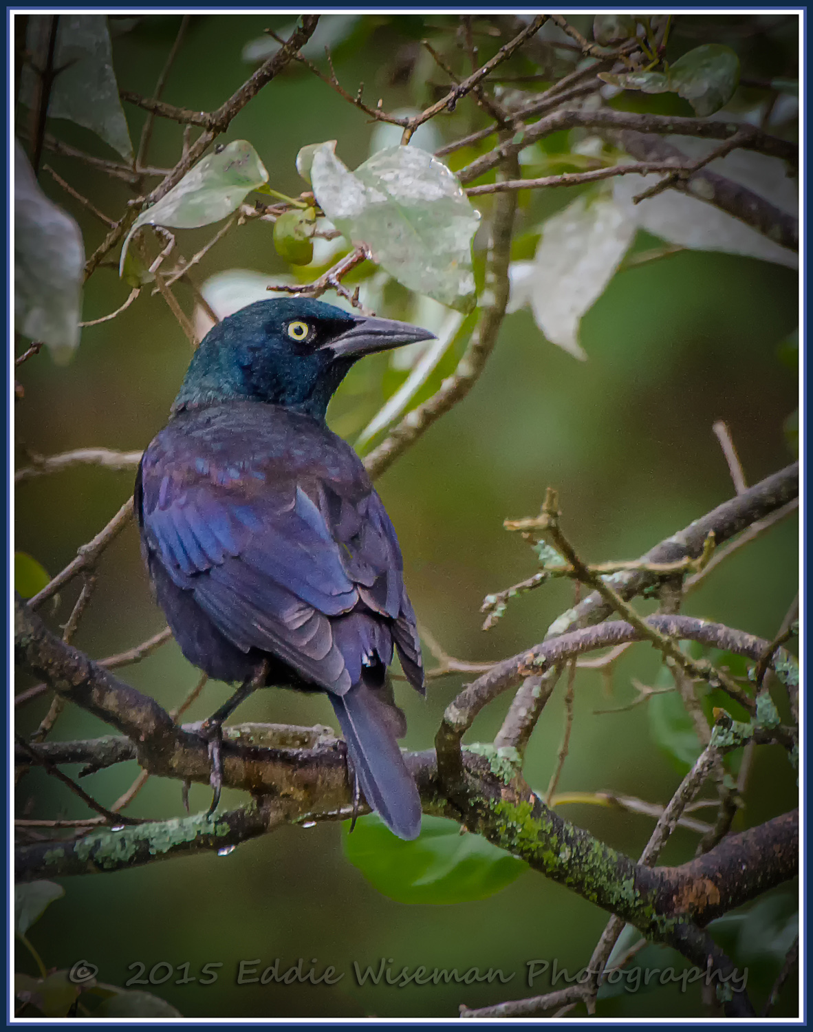 COMMON GRACKLE in FULL COLOR, Andover MA 2015