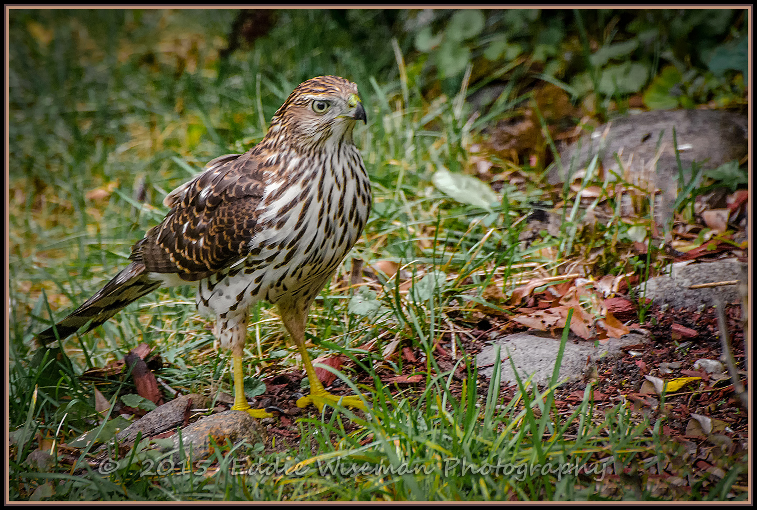 COOPERS HAWK 10/15 Andover MA (Another View)