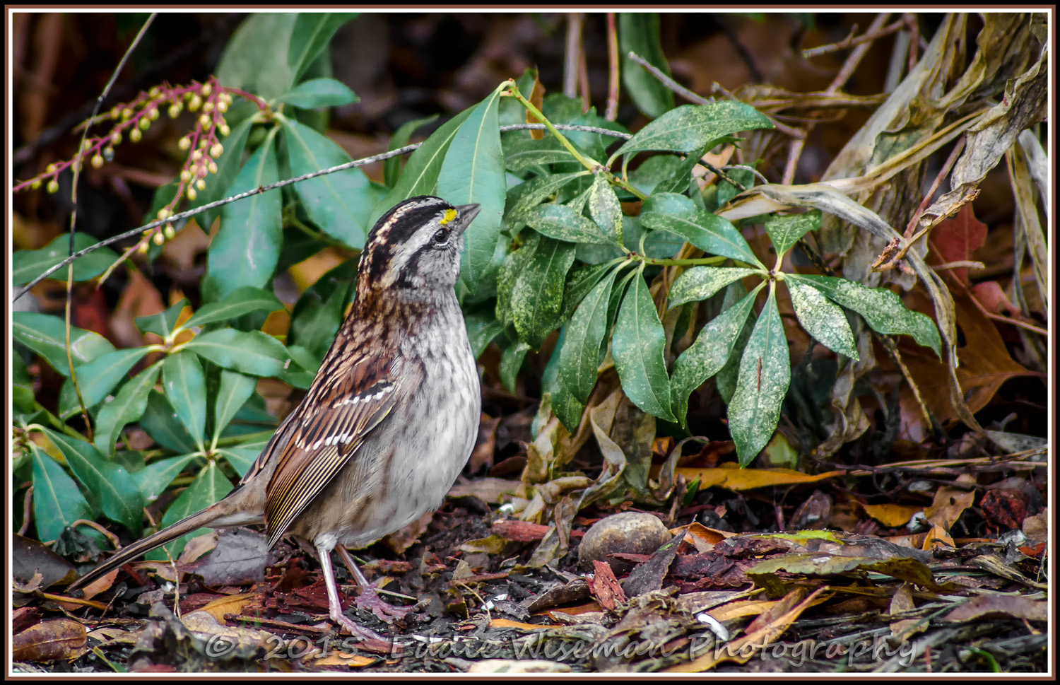 WHITE-THROATED SPARROW Andover. MA 2015