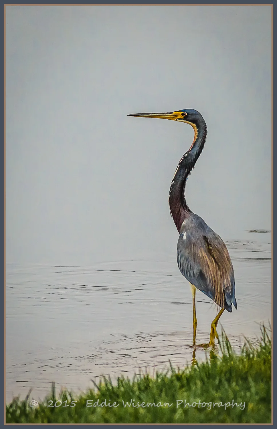 TRI-COLOR HERON Trinity FL- December 2015