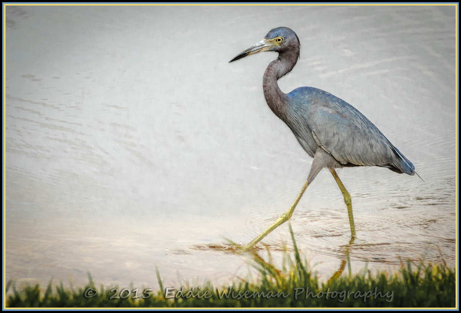 LITTLE BLUE HERON WALKING the shoreline - Trinity FL, 2015