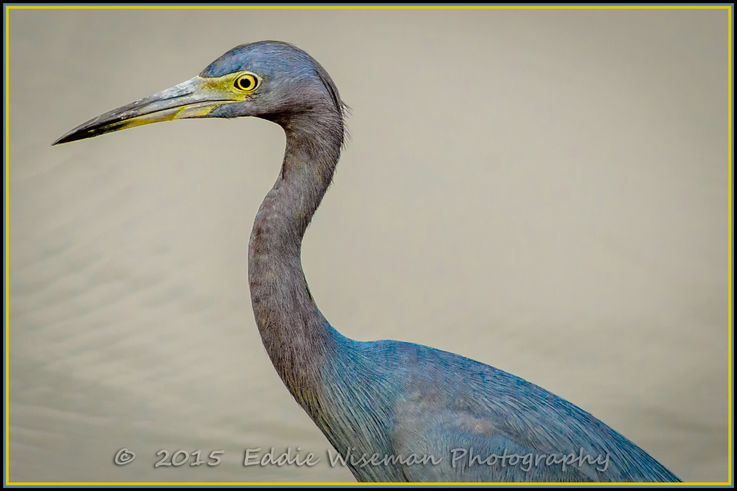 PORTRAIT of a LITTLE BLUE HERON Trinity, FL, 2015