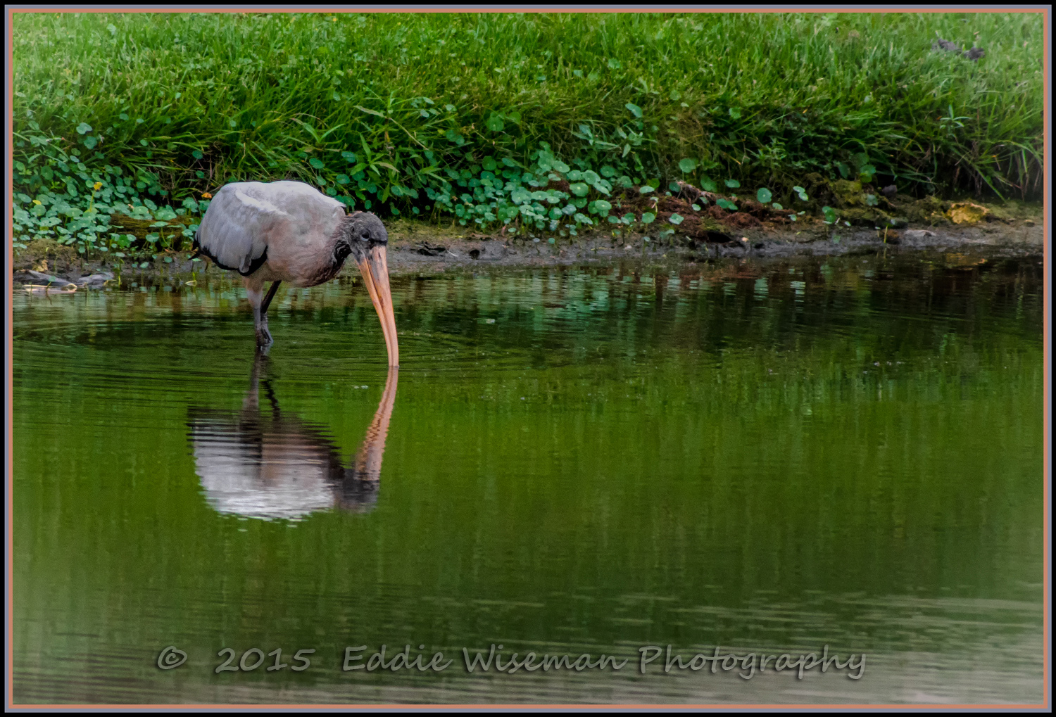 JUVINILE WOOD STORK Foraging in the shallows Trinity FL, 2015