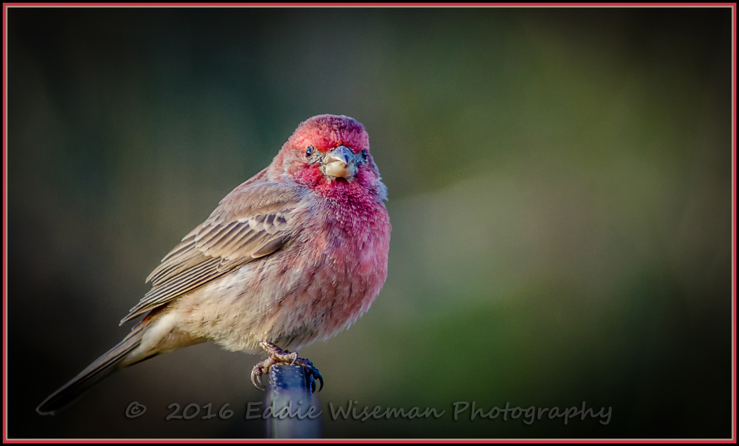 MALE HOUSE FINCH - January 2016, Andover, MA