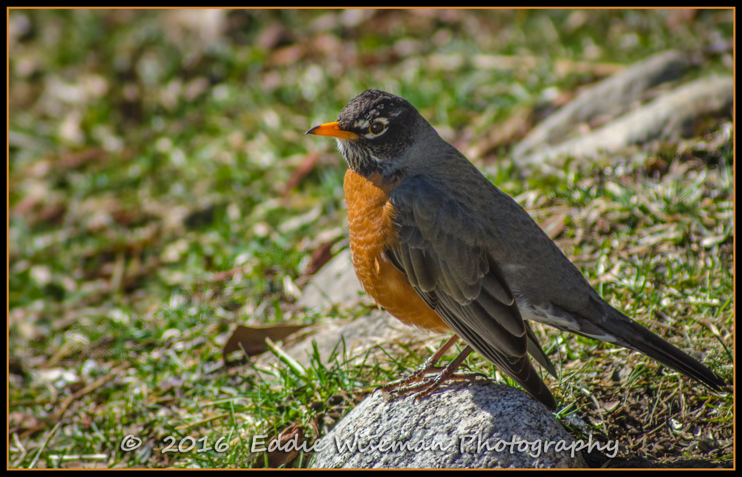 AMERICAN ROBIN -Andover, MA 2016
