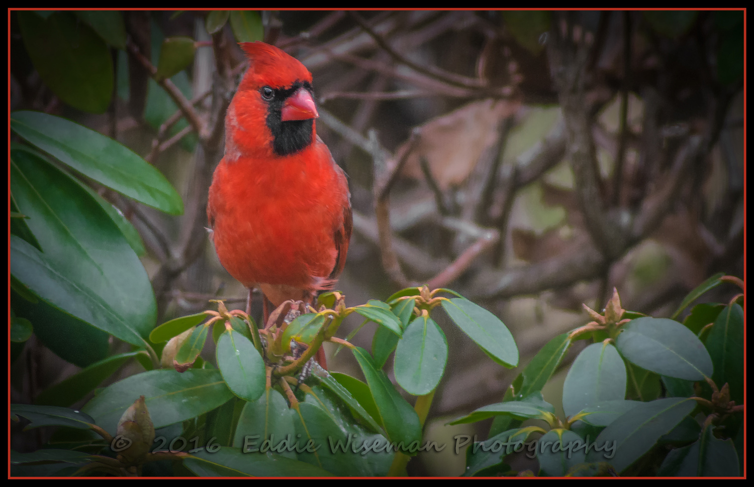 NORTHERN CARDINAL (male), 2016, Andover MA