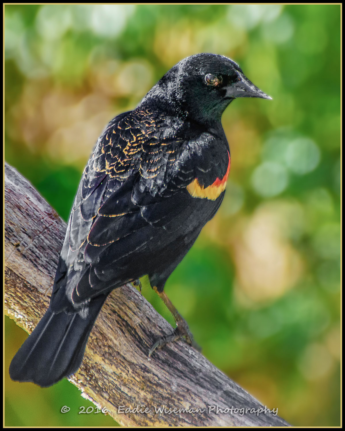 RED-WINGED BLACKBIRD ( male) on a a branch, Andover MA 2016