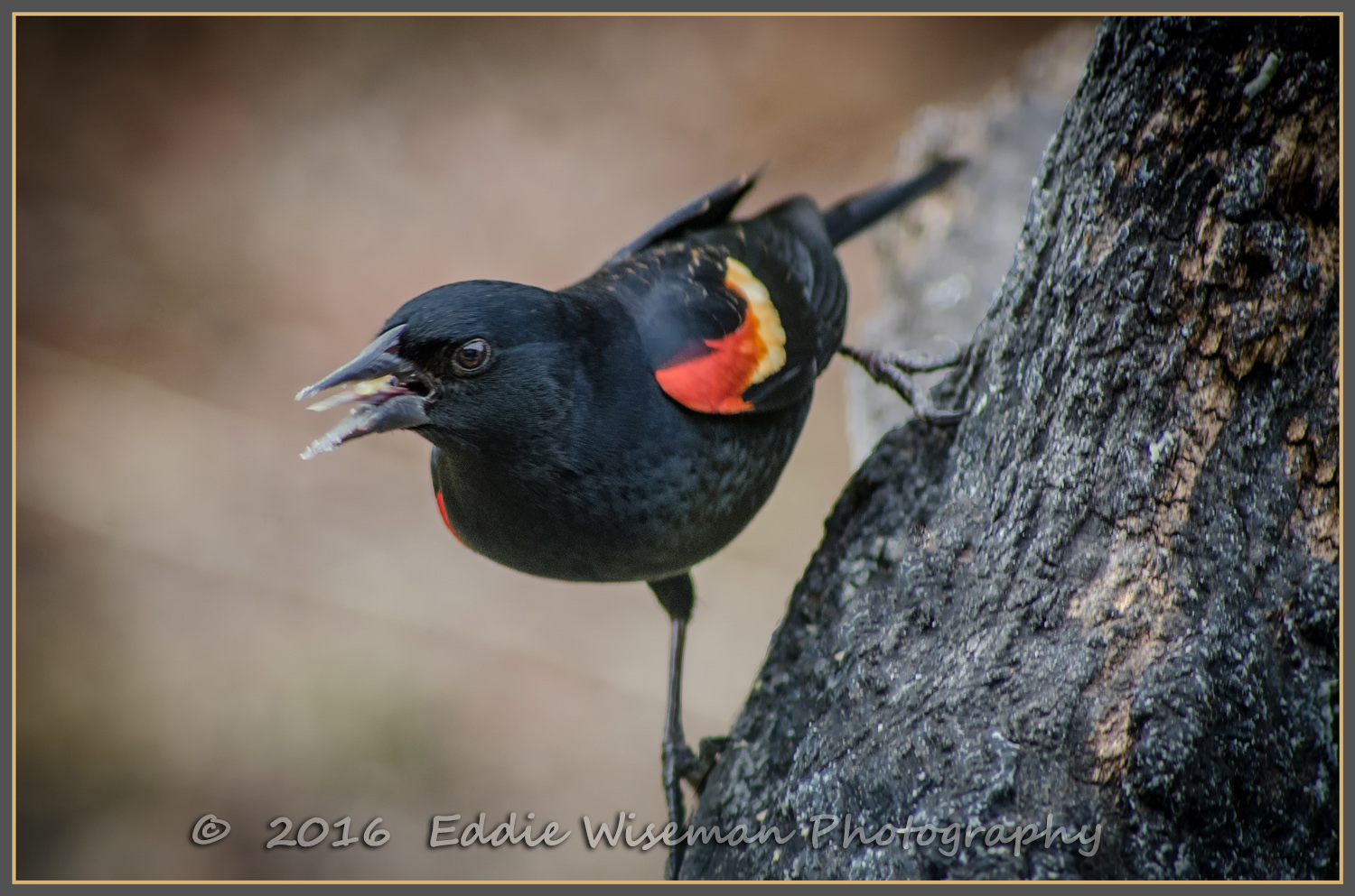 RED-WINGED BLACKBIRD (male)"suet faced", Andover, MA 2016