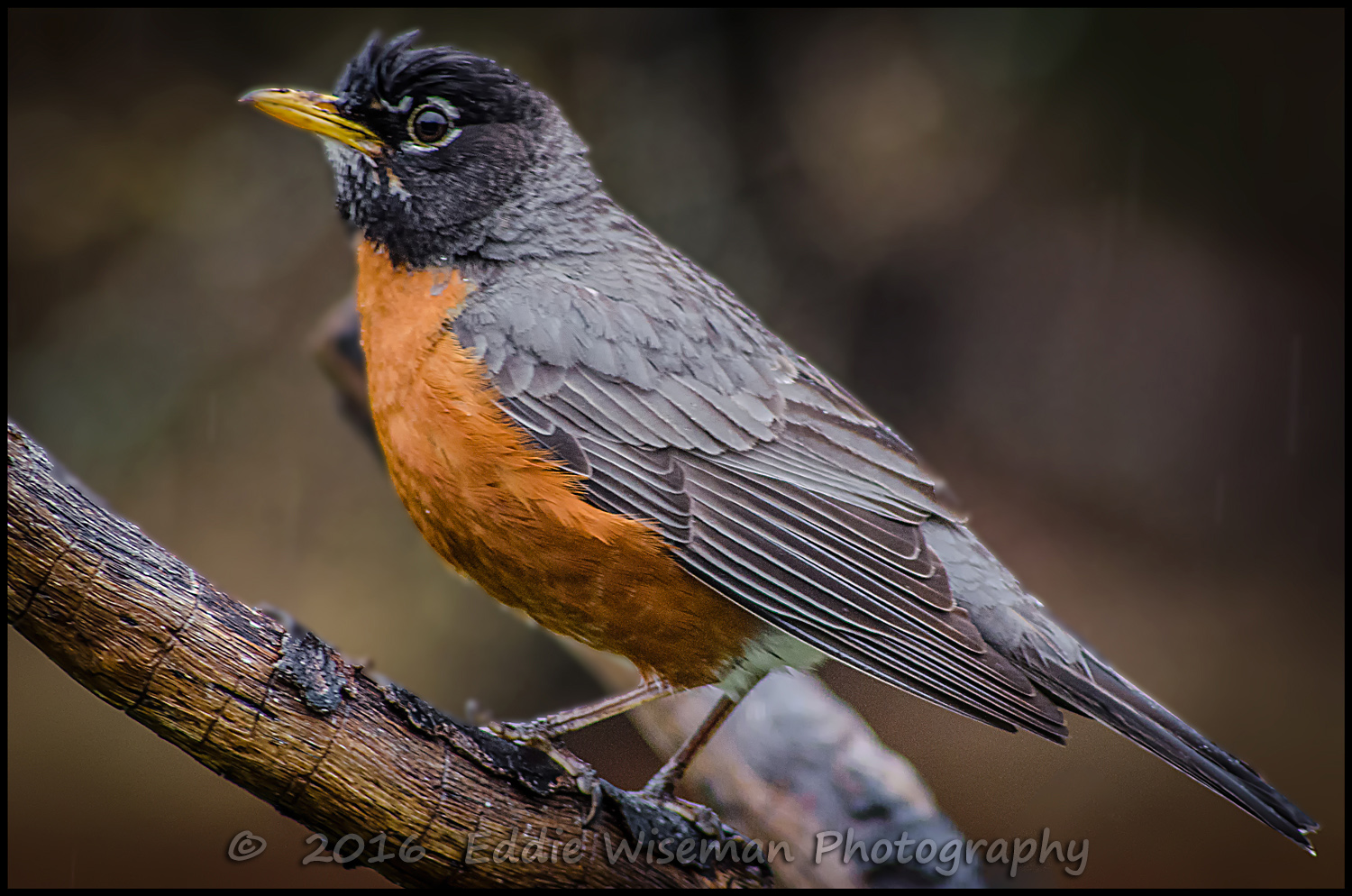 AMERICAN ROBIN "perched", 2016, Andover, MA