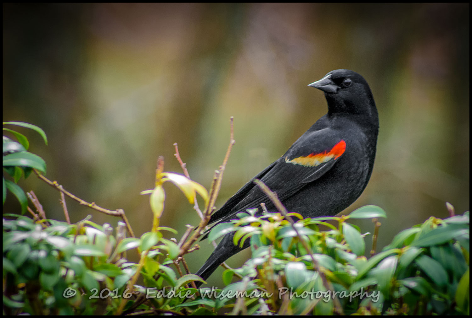 REDWING BLACKBIRD (male), April 2016, Andover, MA