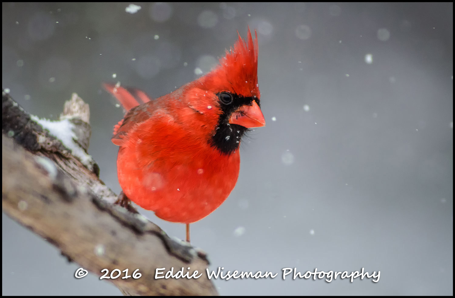 NORTHERN CARDINAL (Male) Andover, MA, April 2016