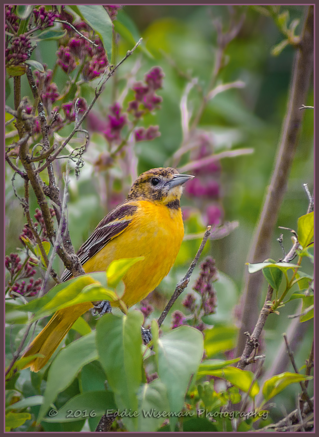 BALTIMORE ORIOLE May 2016, Andover, MA