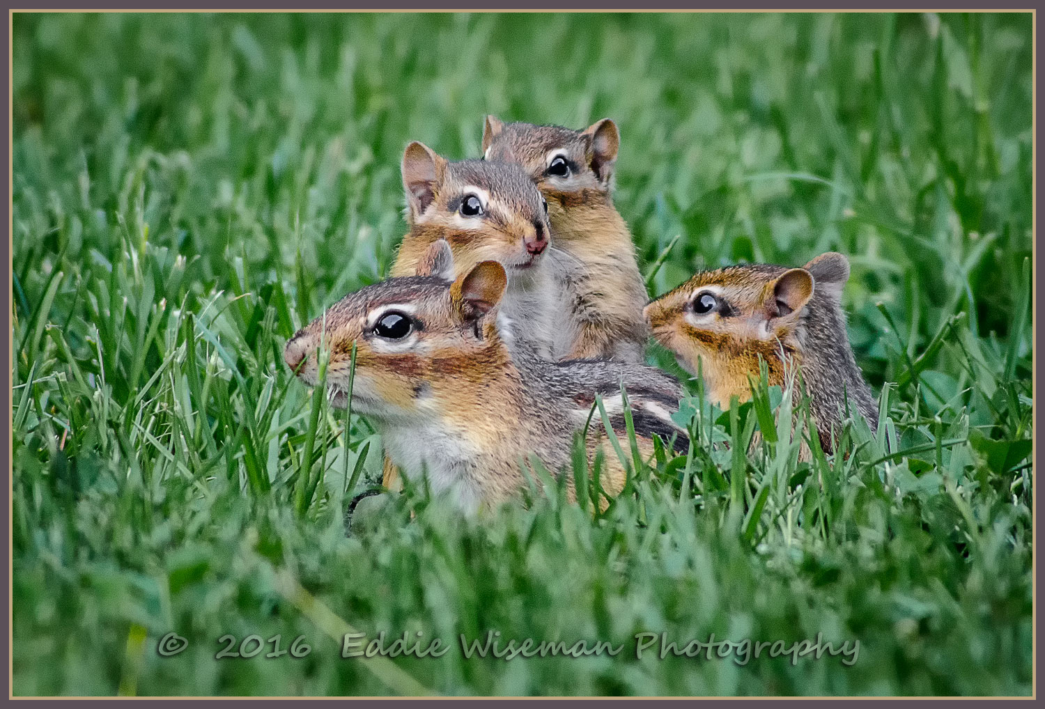 CHIPMUNK FAMILY out for some AIR! 5/2016 Andover, MA