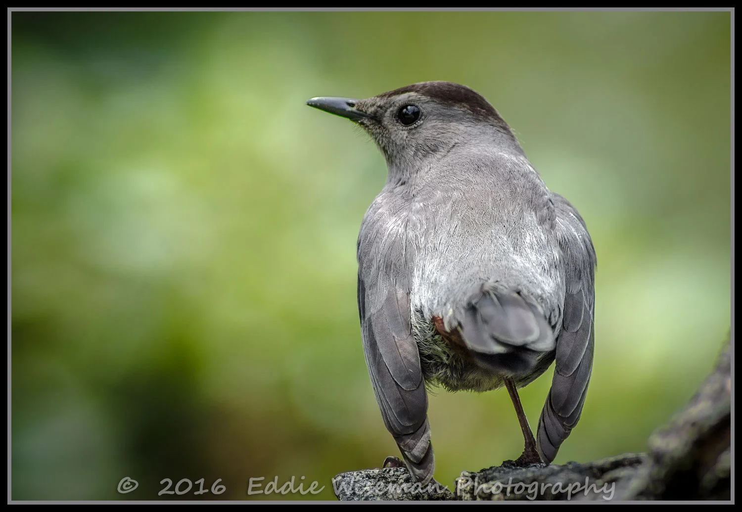 GRAY CATBIRD Spring 2016, Andover, MA