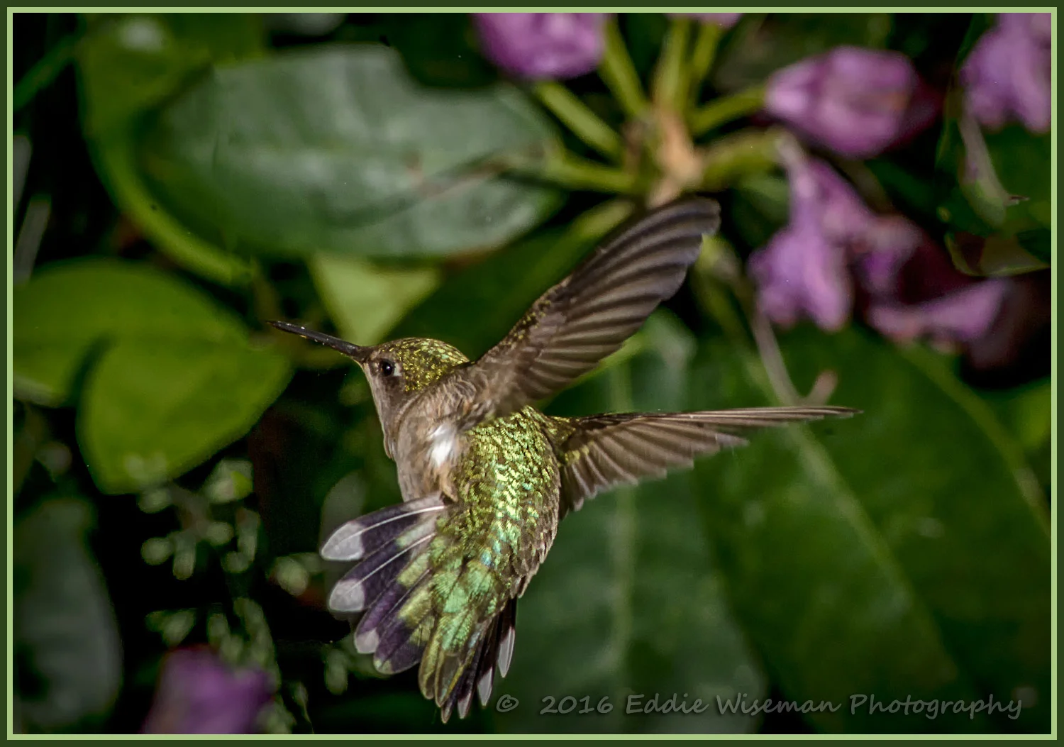 RUBY-THROAT HUMMINGBIRD 2016, Andover, MA