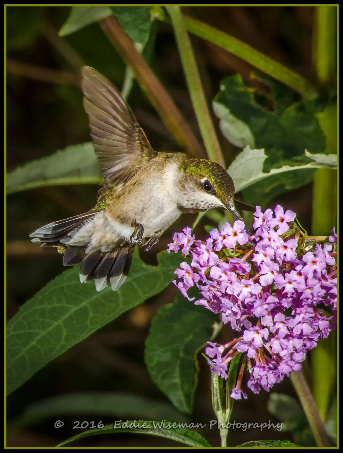 RUBYTHROAT Hummingbird-Female Mid August 2016