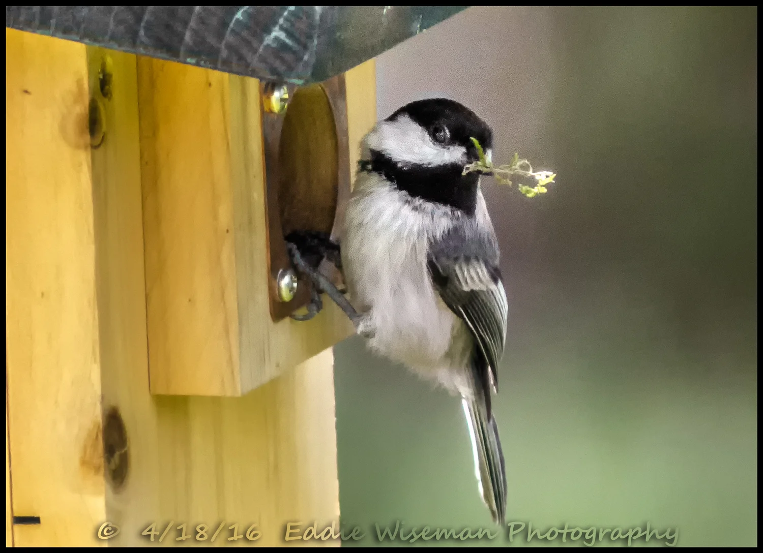 BLACKCAPPED CHICKADEE, JUNE 2016, Andover, MA